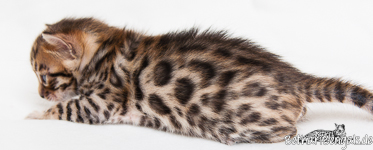 Bengal Kitten